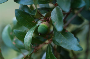 Live oak acorn and leaves on branch